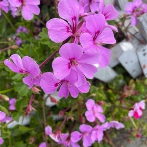 Meet your Posher, Allena